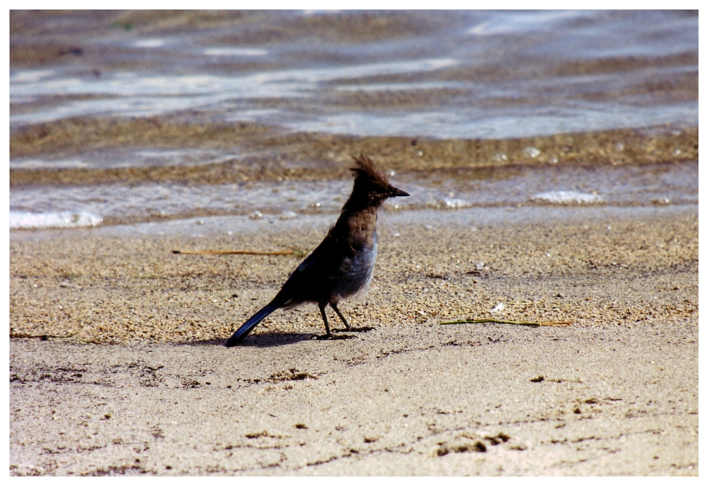 03 - Lake Tahoe (13).jpg